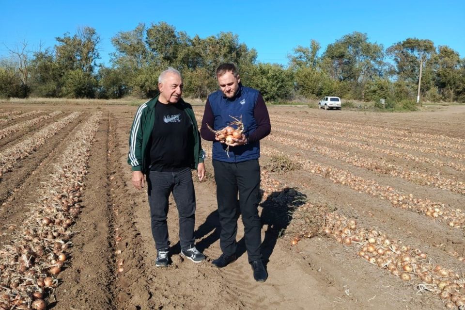 В Первомайском районе идет активная уборка репчатого лука