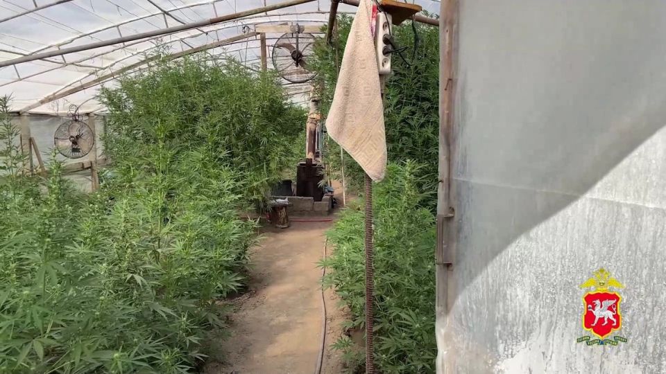 У крымчанина в теплице нашли 280 кустов конопли
