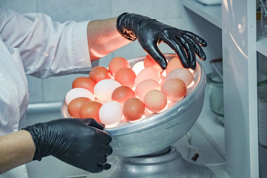 Государственные лаборатории ветеринарно-санитарной экспертизы провели более 370 тысяч исследований продуктов питания на рынках Севастополя Государственные лаборатории ветеринарно-санитарной экспертизы провели более 370 тысяч исследований продуктов питания на рынках Севастополя