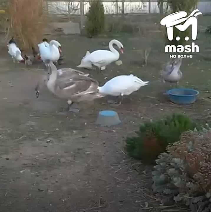 Лебеди умирают на пруду Ковш в Саках