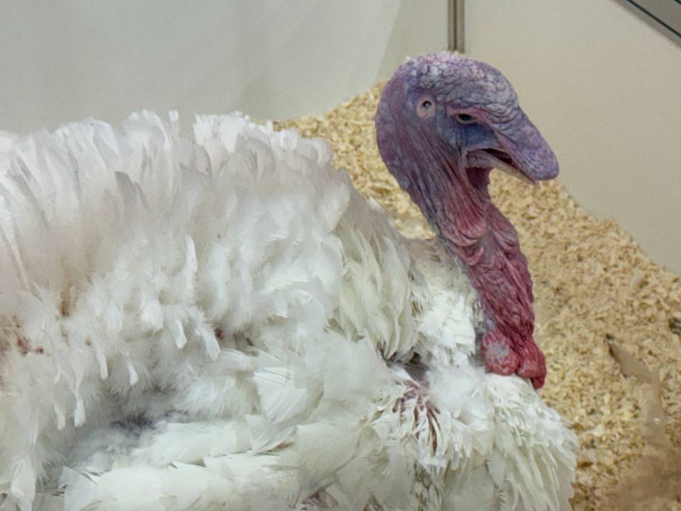 Завершился второй день работы агровыставки «Золотая осень-2025»: делегация из Крыма принимает активное участие в деловой программе Завершился второй день работы агровыставки «Золотая осень-2025»: делегация из Крыма принимает активное участие в деловой программе