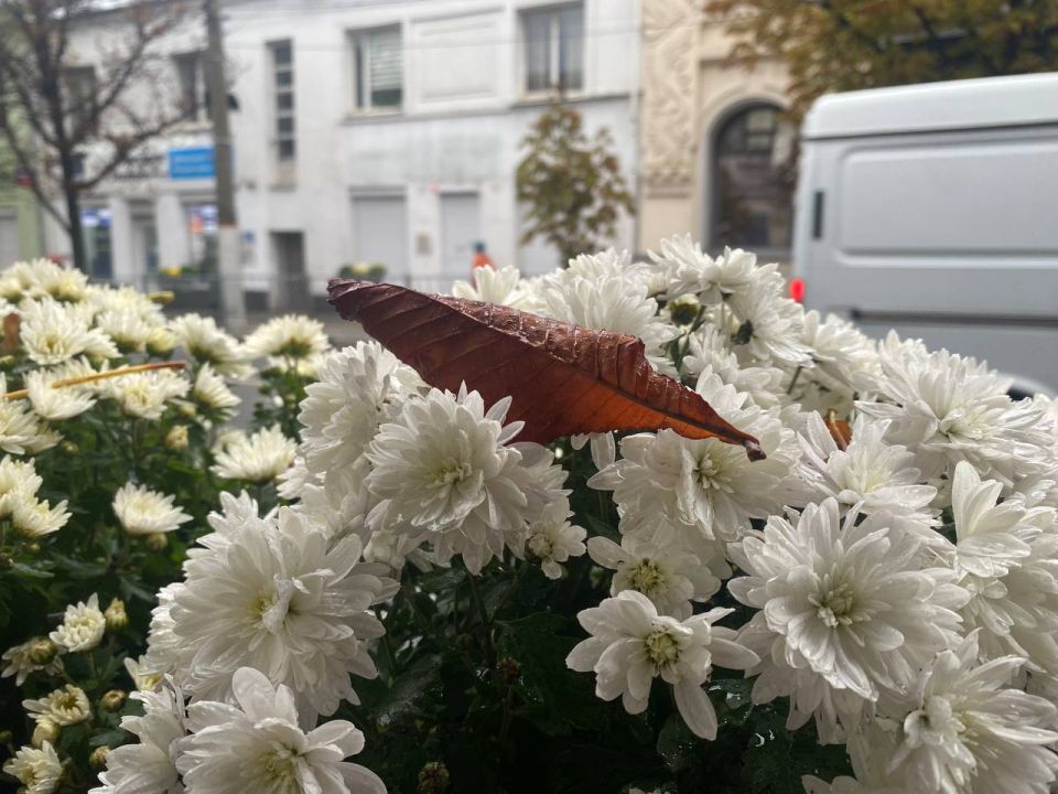 Власти Симферополя заменят кашпо, из которого женщина украла цветы