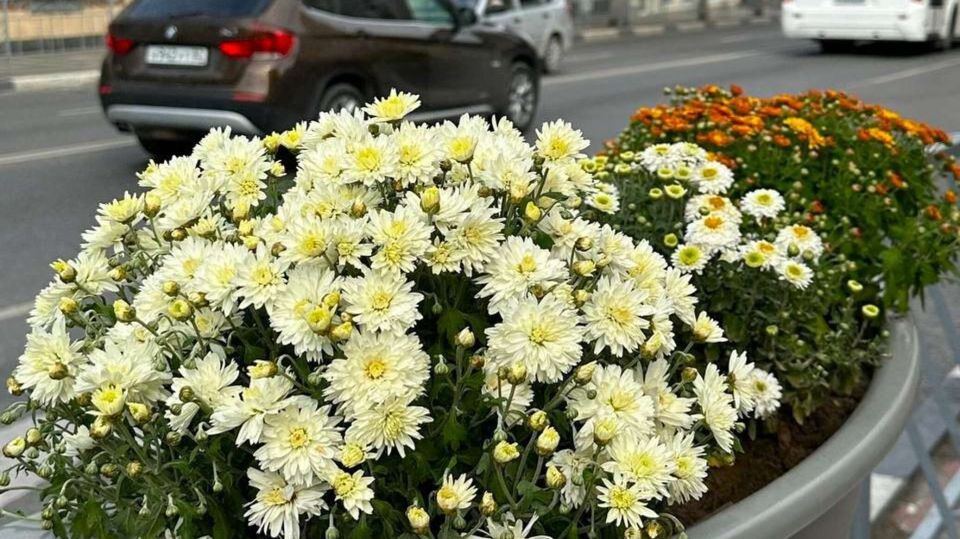 На подарок дочке: крымчанка попалась на краже хризантем в Симферополе