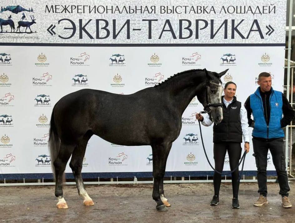 Великолепие и грация: в Крыму состоялась выставка «Экви-Таврика»
