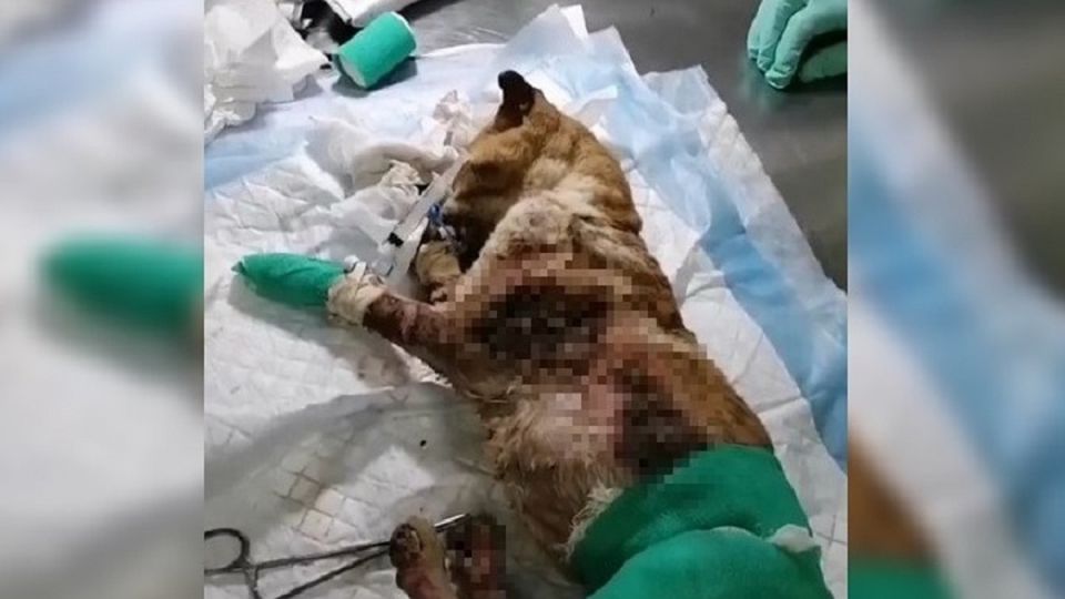 «Орудует группа садистов!»: на улицах Евпатории находят мертвых котов с вырванными лапами