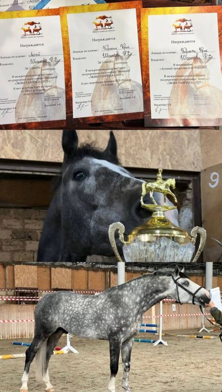 Великолепие и грация: в Крыму состоялась выставка «Экви-Таврика» Великолепие и грация: в Крыму состоялась выставка «Экви-Таврика»