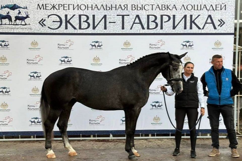 В Крыму при поддержке Минсельхоза Крыма прошла межрегиональная выставка лошадей «Экви-Таврика»