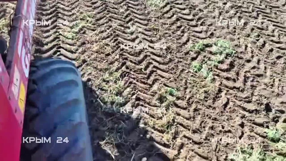 В Крыму началась машинная уборка овощей