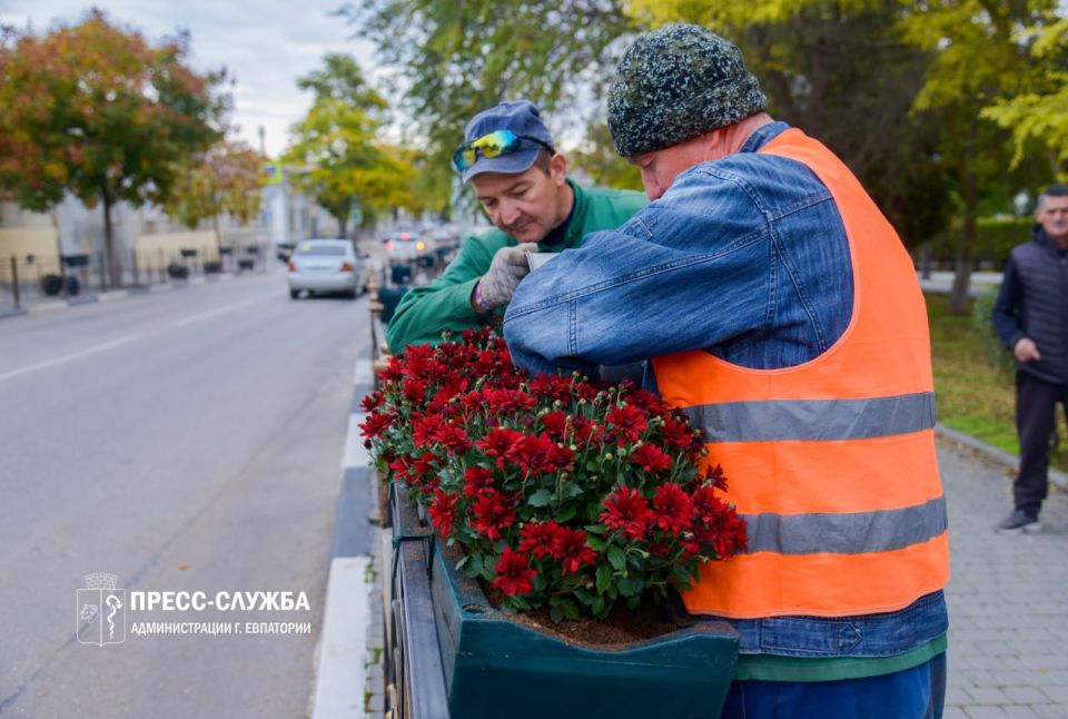 Центр Евпатории украсят хризантемы Центр Евпатории украсят хризантемы