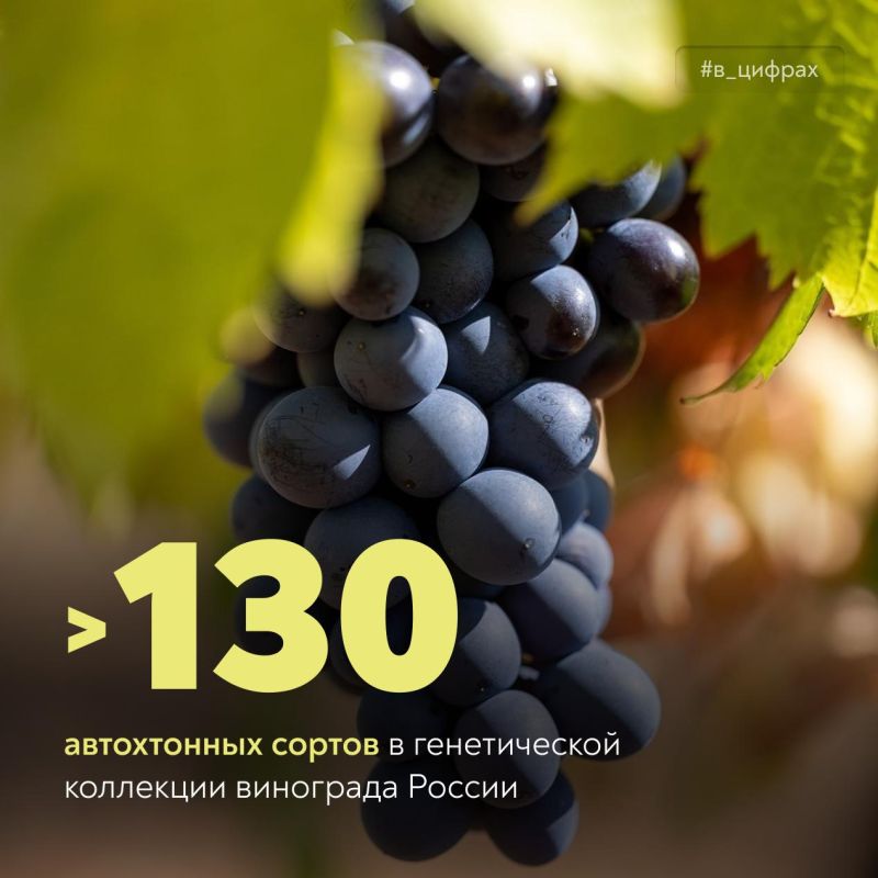 Российские сорта винограда – гордость и сила