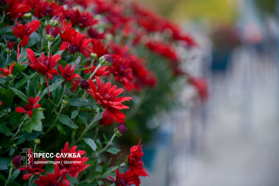 Центр Евпатории украсят хризантемы Центр Евпатории украсят хризантемы