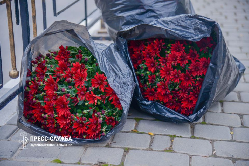 Центр Евпатории украсят хризантемы Центр Евпатории украсят хризантемы