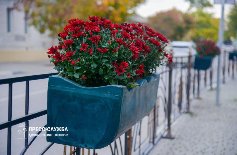 Центр Евпатории украсят хризантемы Центр Евпатории украсят хризантемы
