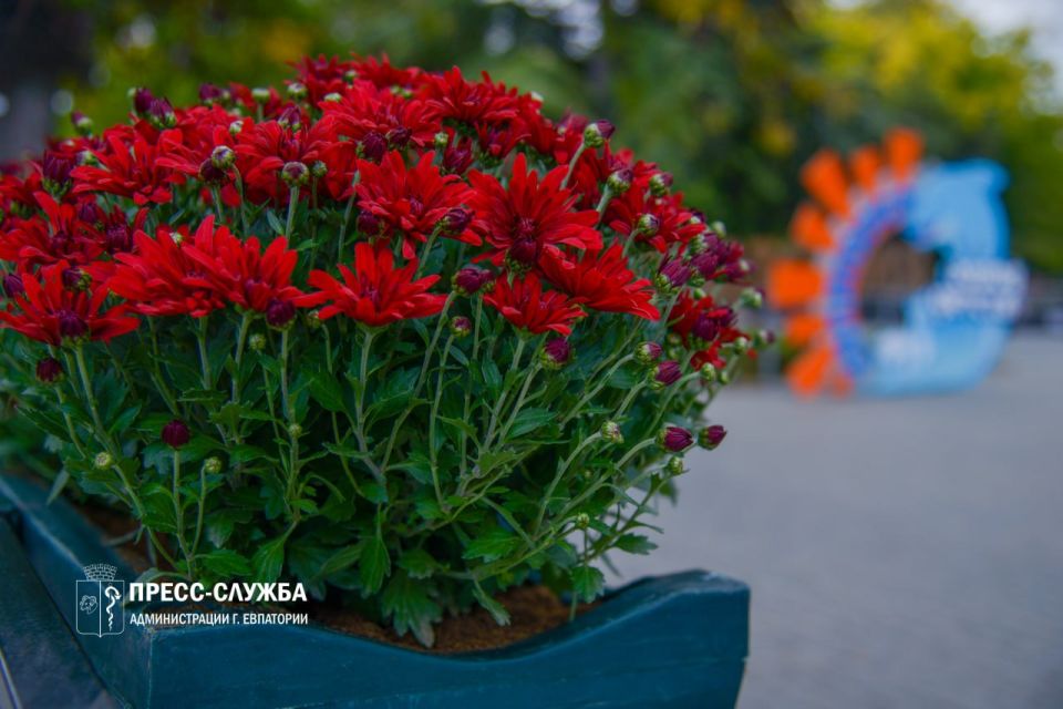 Центр Евпатории украсят хризантемы