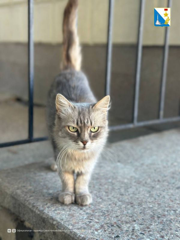 Продолжаем вакцинацию. Завтра ветеринары города проведут бесплатную вакцинацию домашних животных от бешенства в Балаклавском районе: - с 10:00 до 14:00: