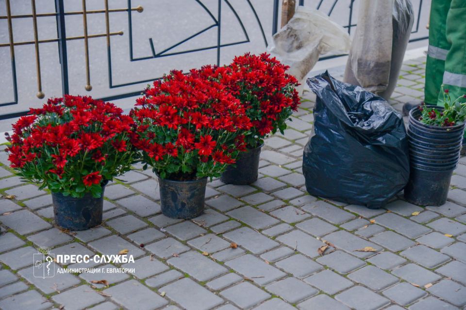 Центр Евпатории украсят хризантемы Центр Евпатории украсят хризантемы