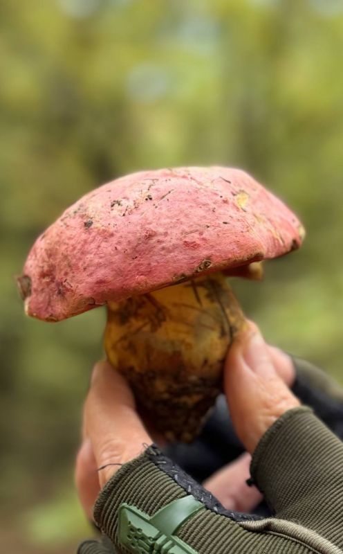 Олег Царёв: Сатанинский гриб. Часто встречается в Крыму