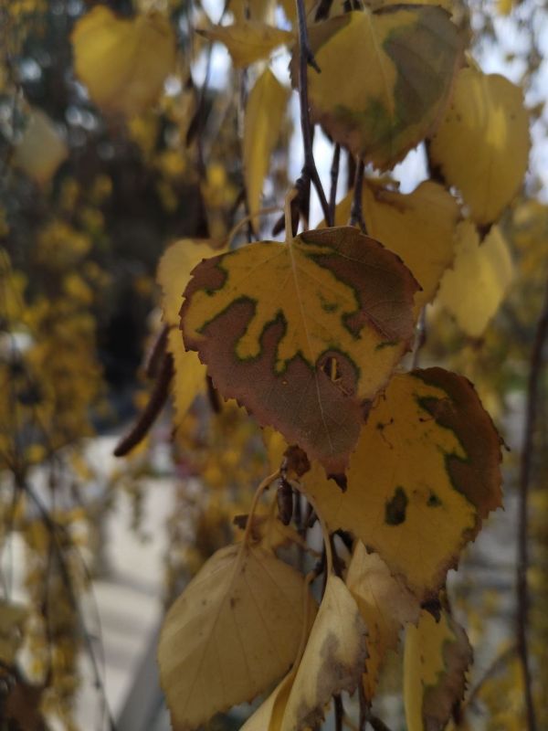 Доброе утро, Симферополь!. #утро #симферополь