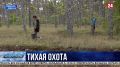 Грибной сезон начался в Крыму и Севастополе