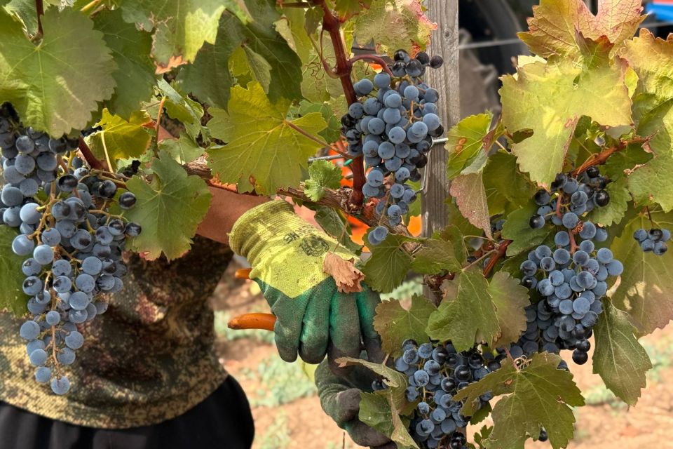 Денис Кратюк: Аномальная жара способствовала интенсивному окрасу винограда и накоплению высокой концентрации танинов и фенольных веществ