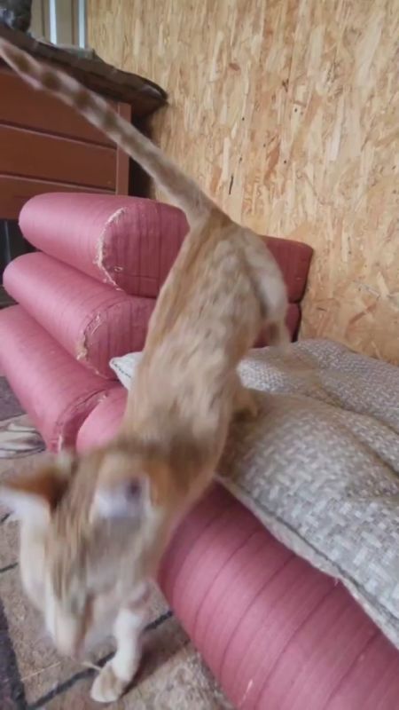 Общественники и молодежь Крыма провели субботник в приюте для животных