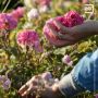 ЕС запретил поставлять в Россию рододендроны, розы и азалии
