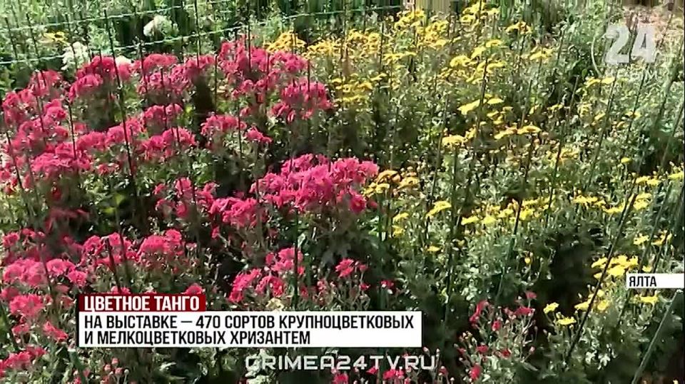 Бал хризантем открылся в Никитском ботаническом саду