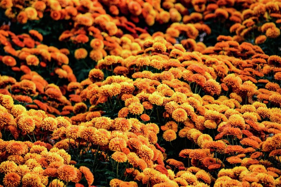 «Осеннее танго» – так называется бал хризантем, который сегодня стартует в Никитском ботаническом саду