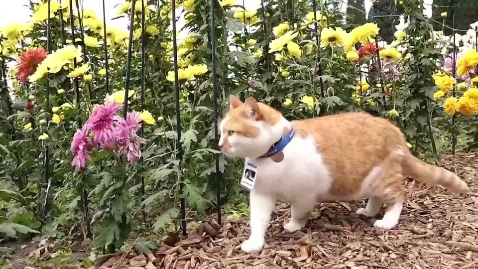 Кот Мостик: В Никитском ботаническом саду открылся бал хризантем