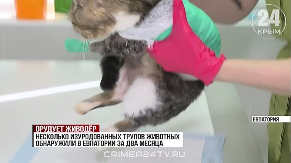 Живодёр или группа лиц орудуют в Евпатории несколько месяцев