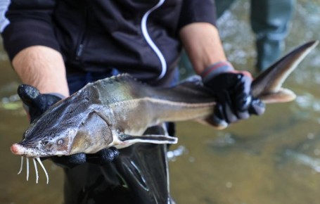 РФ может возобновить коммерческий вылов осетров в Азовском море