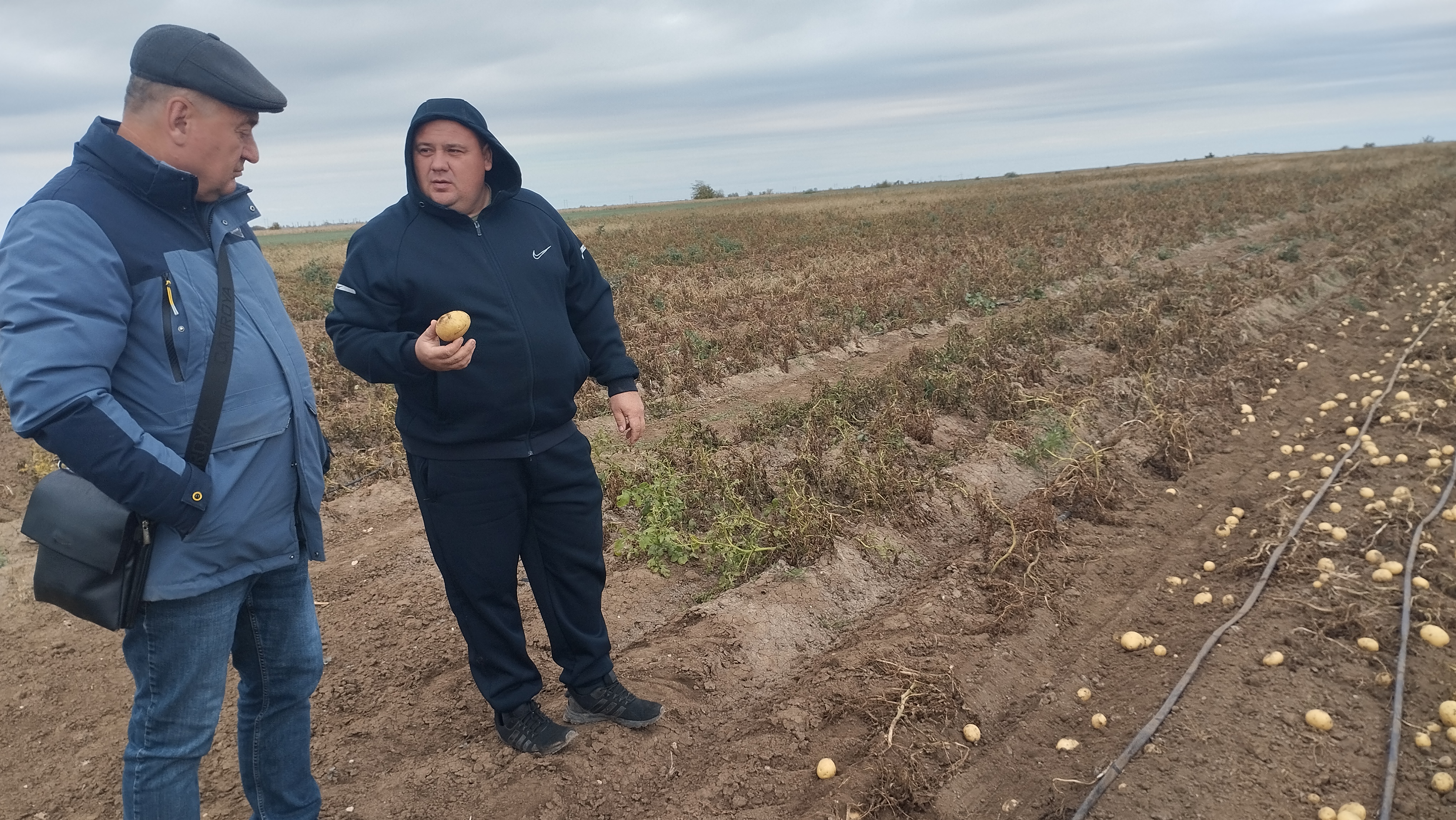 В Красноперекопском районе продолжается уборка овощных культур В Красноперекопском районе продолжается уборка овощных культур