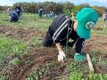 В Севастополе школьники восстанавливают лес