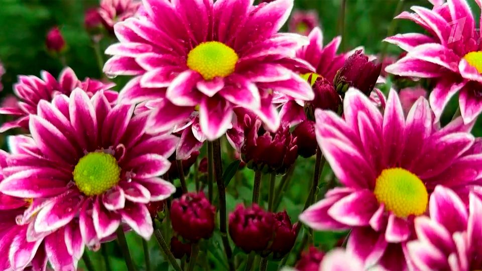 Осенний бал хризантем открылся в знаменитом Никитском ботаническом саду в Ялте