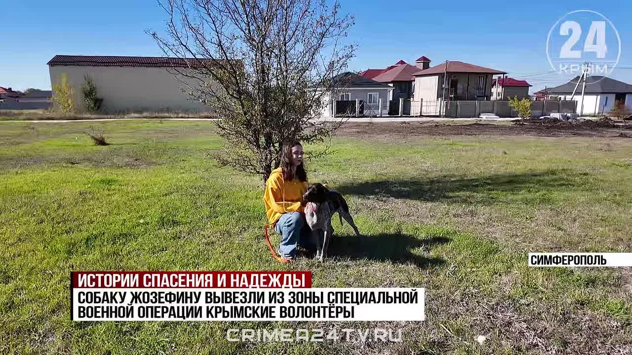 В Крыму волонтёры ищут дом для собаки, которую вывезли из зоны СВО