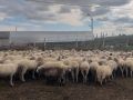 Рабочий выезд: развитие овцеводства и молочного животноводства в Крыму