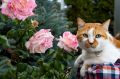 Кот Мостик: Мудрость дня от Мостика. Мир становится лучше не от громких слов, а от маленьких добрых дел