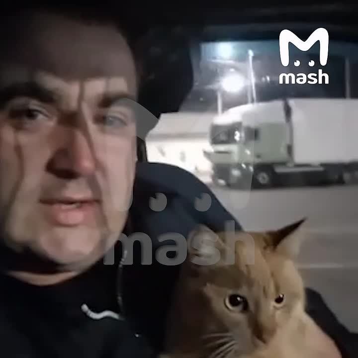 Дальнобойщик развёлся с женой из-за кота — пушистый напарник внезапно сбежал из фуры, а его кожаный потерял сон и покой на два года