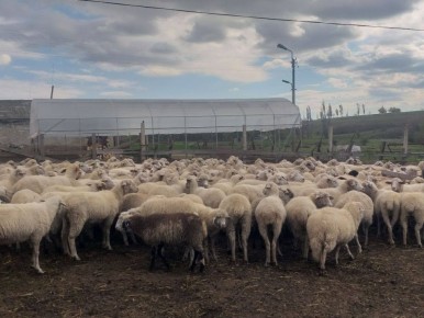 Рабочий выезд: развитие овцеводства и молочного животноводства в Крыму