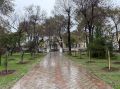 Александр Юрьев: Молодые ясени, сливы, липы, клёны, катальпы и другие деревья появились в скверах Евпатории