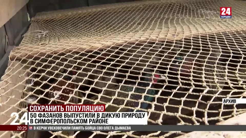 50 фазанов выпустили в дикую природу в Симферопольском районе