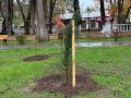 В скверах Евпатории высаживают новые деревья
