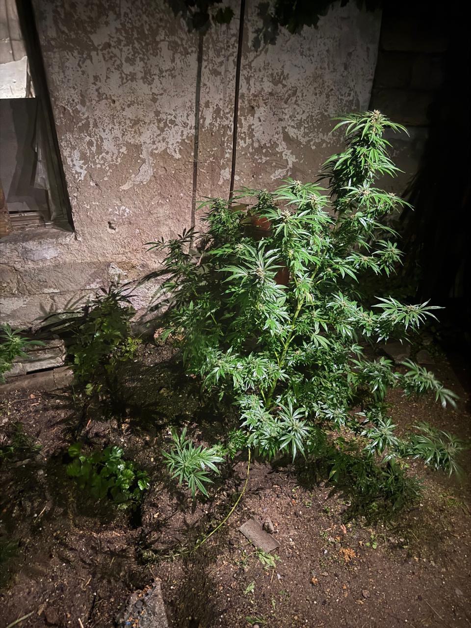 Крымчанин организовал наркоплантацию в своем огороде Крымчанин организовал наркоплантацию в своем огороде