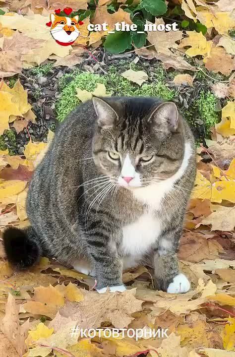 Кот Мостик: #Котовторник на связи!. Как же приятно каждую неделю видеть, сколько у меня пушистых друзей Смотрите, какие красавцы попали в подборку — и присылайте фото своих котиков для следующего выпуска @cat_the_most
