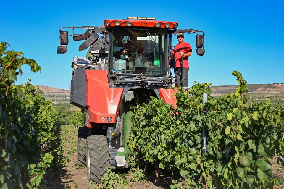 Михаил Развожаев: В Севастополе завершается массовый сбор винограда