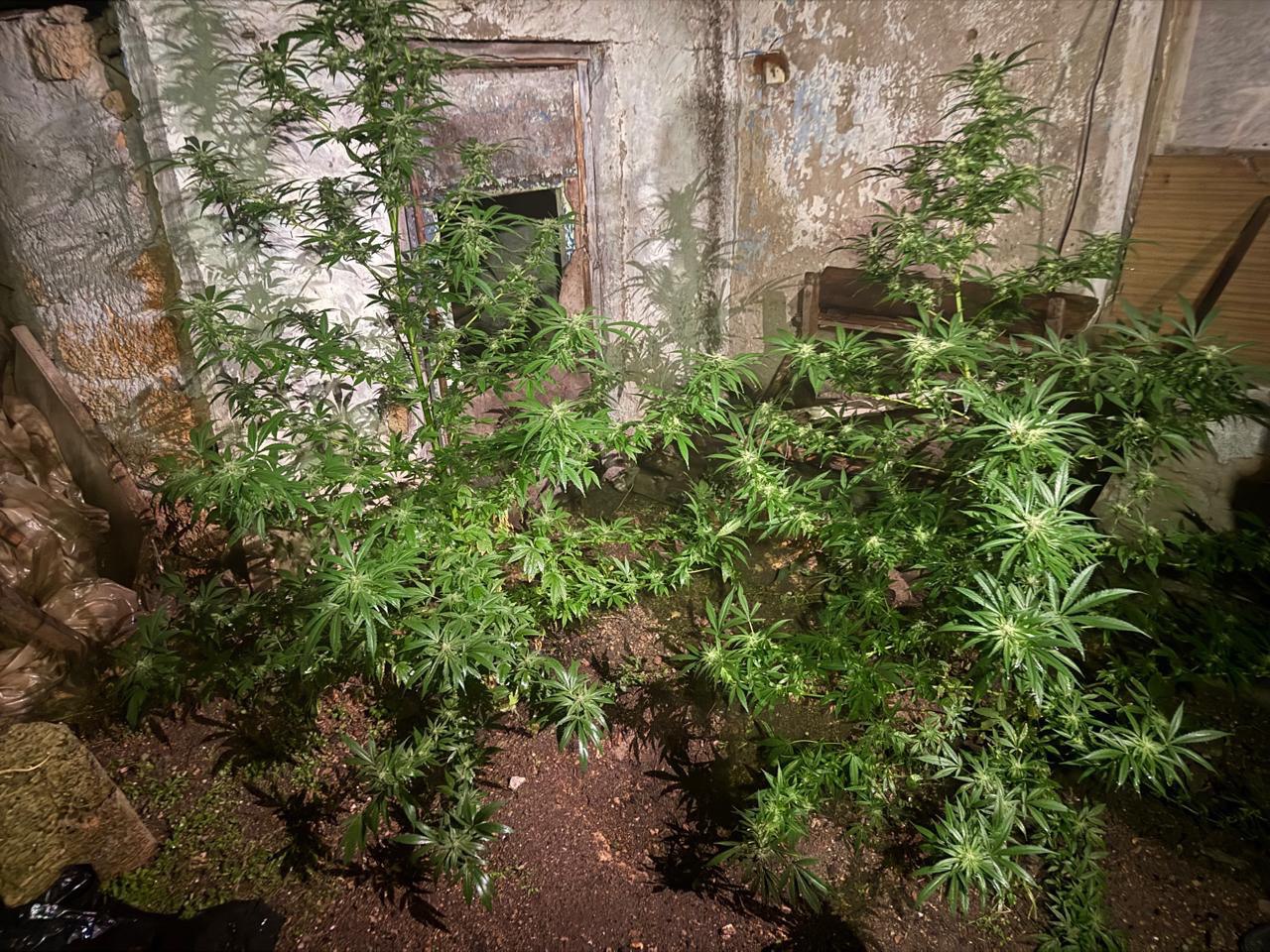 Коноплю выращивал на приусадебном участке житель Сакского района