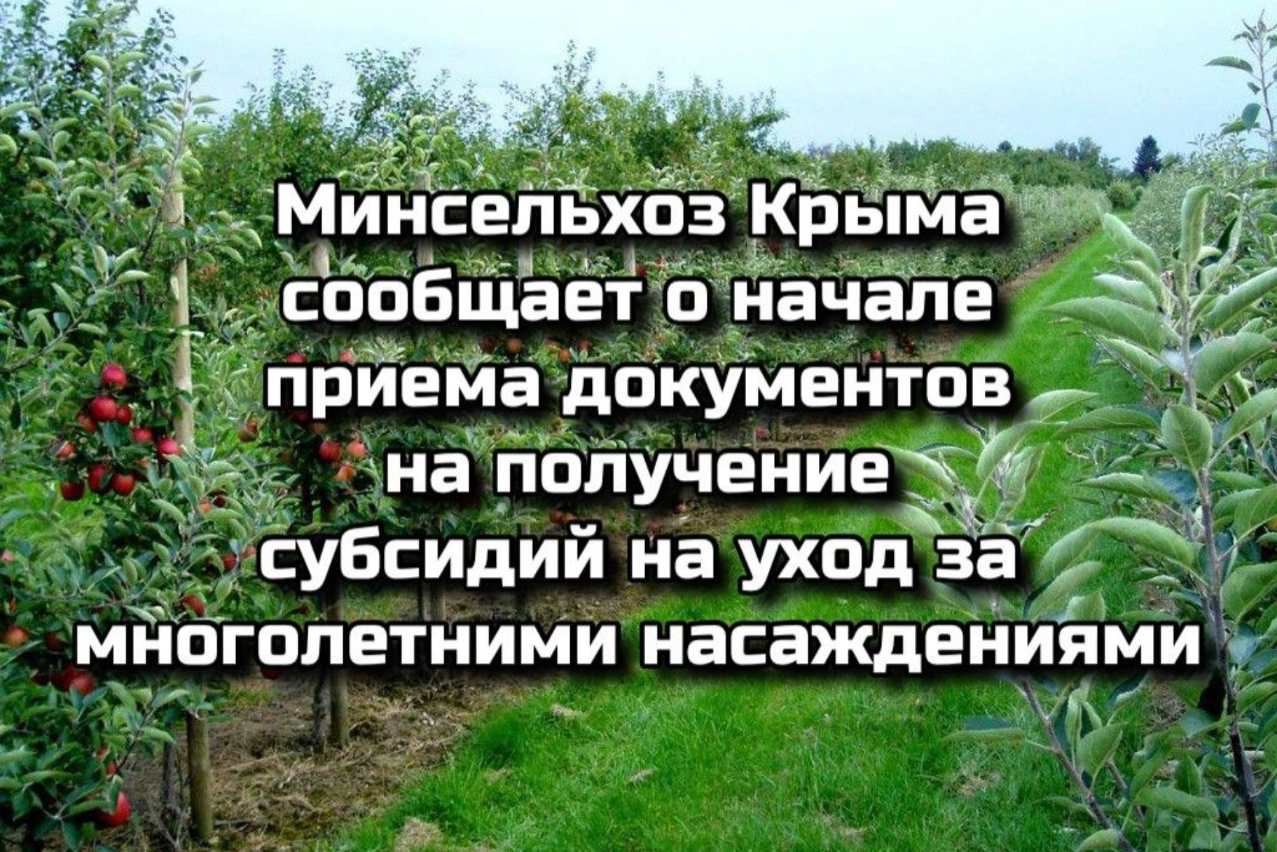 Минсельхоз Крыма сообщает о начале приема документов на получение субсидий на уход за многолетними насаждениями