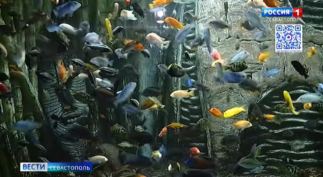 В этот четверг Севастопольский морской аквариум отметит 128-й день рождения