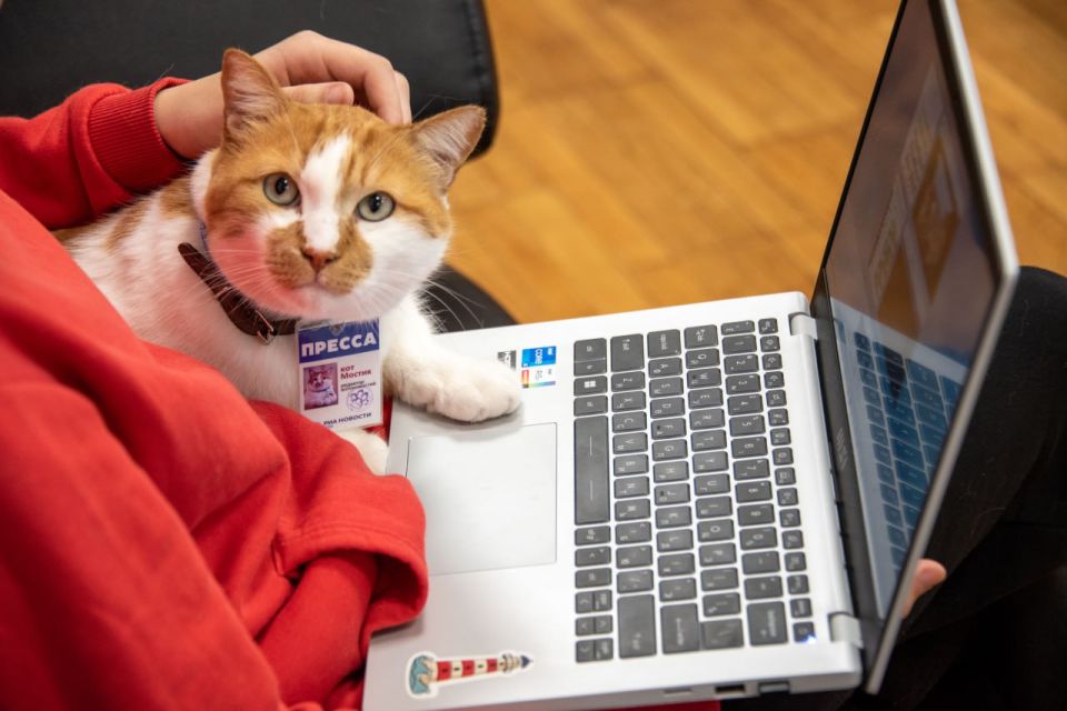 Кот Мостик: Давно у нас не было рубрики #Мостик_вопрос_ответ