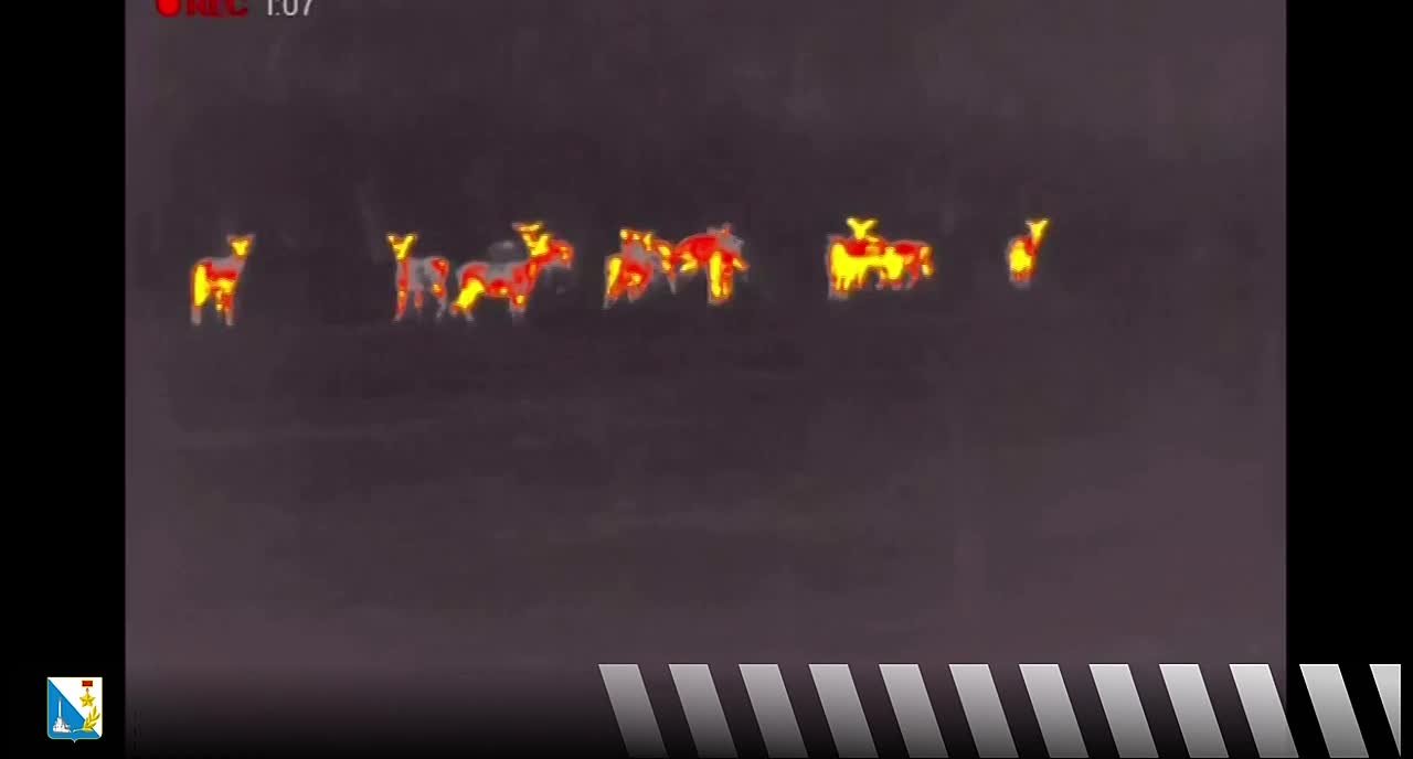 Севприроднадзор делится уникальными кадрами, полученными через тепловые ловушки